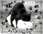 THE MMAD CATZ?!!. Click at the picture to enlarge